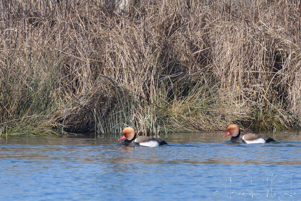 Nette Rousse-mâle (Netta rufina)