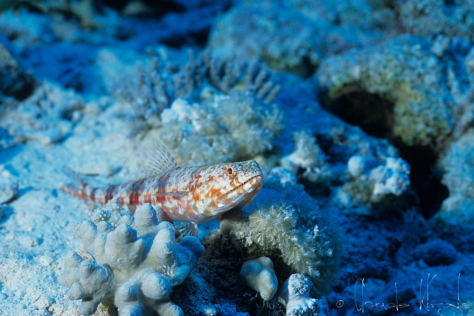 Poisson-Lézard tacheté (Synodus variegatus)