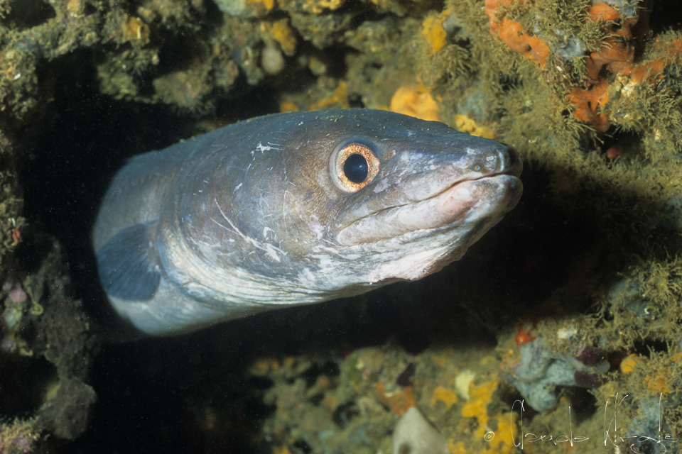 Congre (Conger conger)