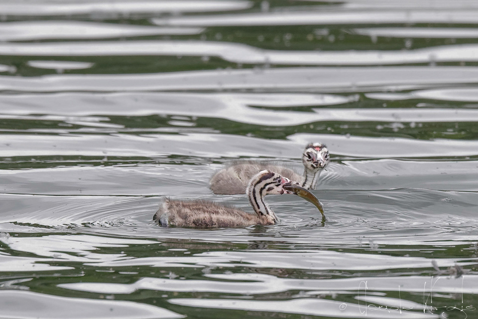 Grèbe huppé-poussins (Podiceps cristatus)