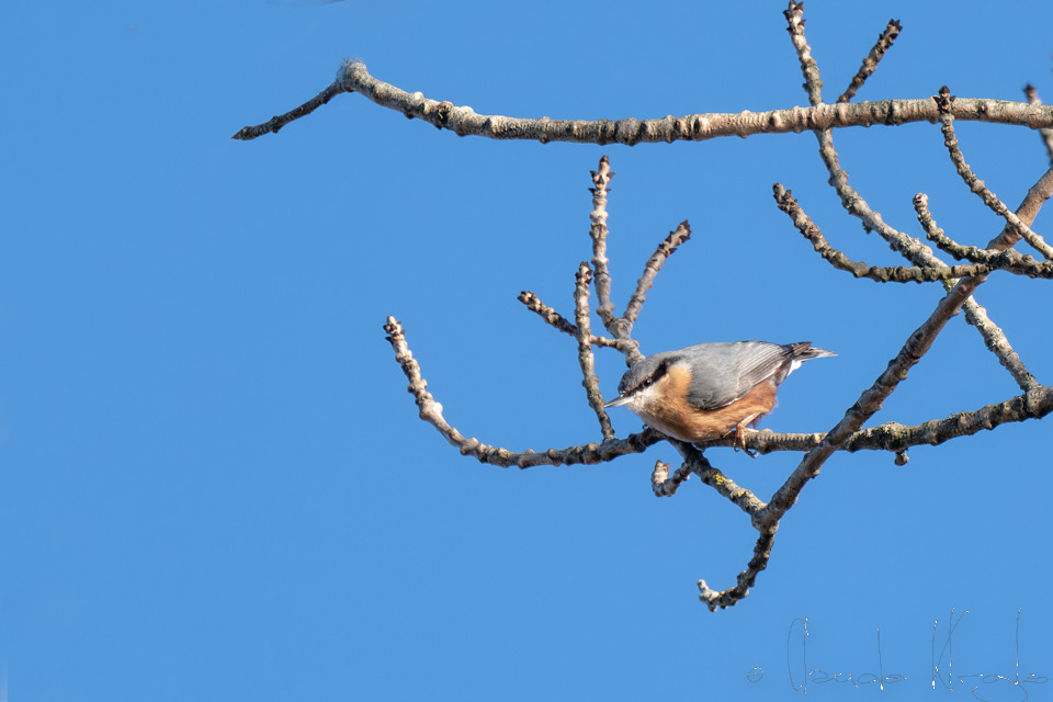Sittelle torchepot (Sitta europaea)