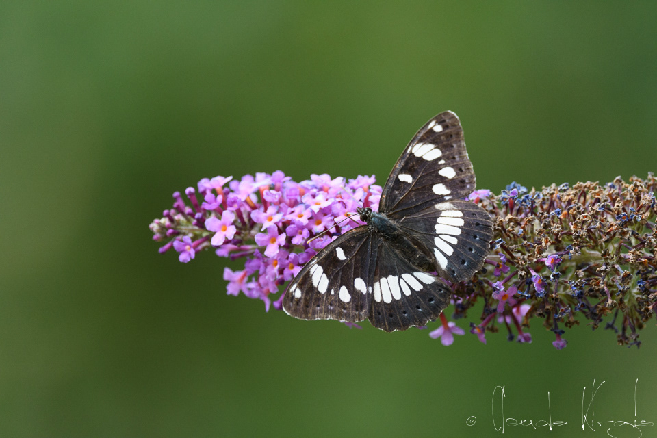Le Sylvain azuré (Limenitis reducta)