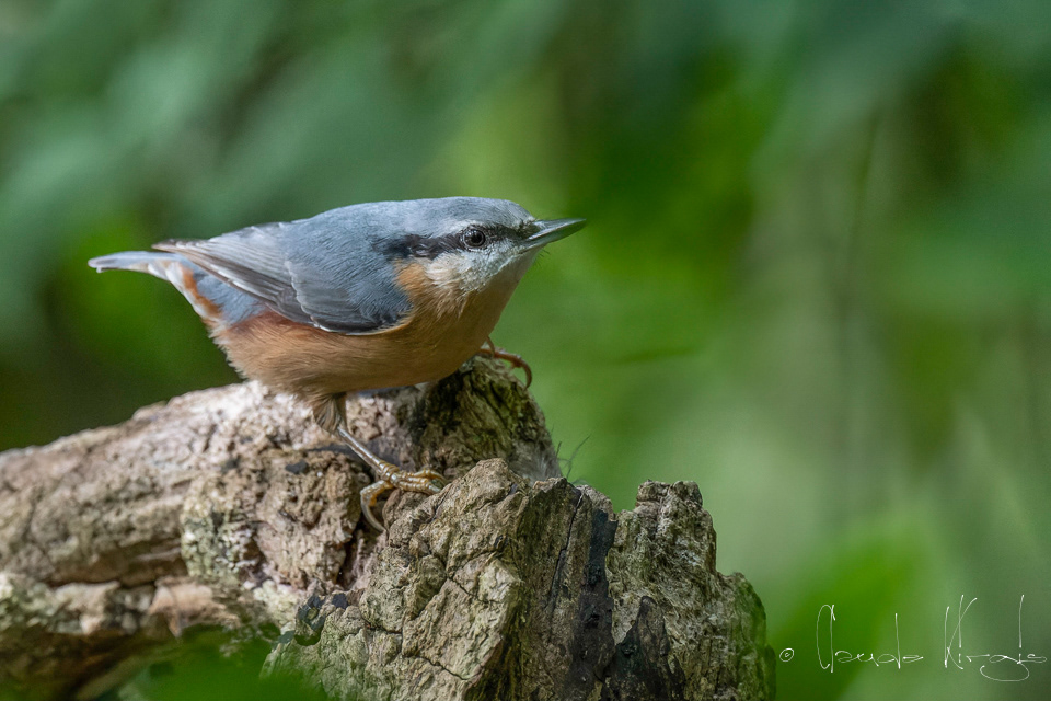 Sittelle Torchepot (Sitta europaea)