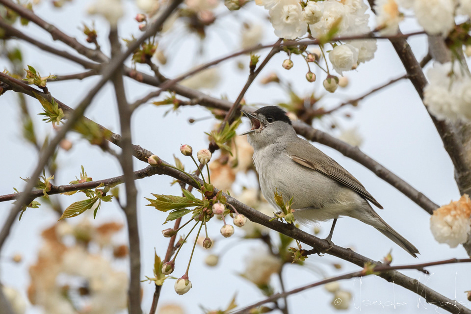 Fauvette à tête noire-mâle (Sylvia atricapilla)
