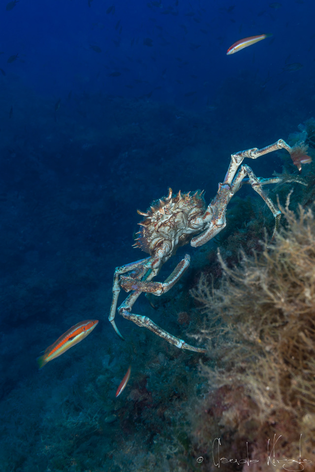 Grande araignée de mer (Maia squinado)