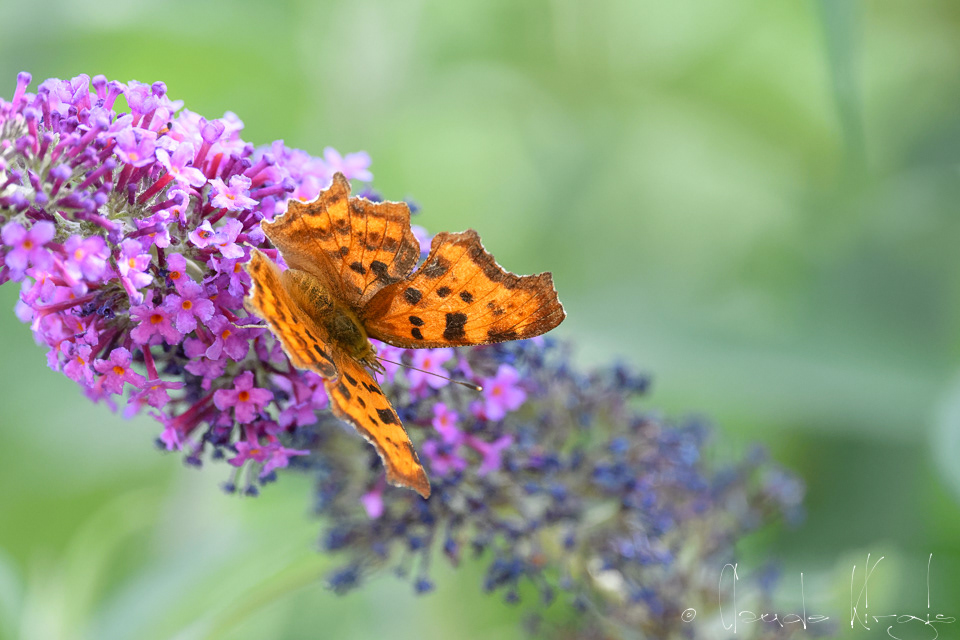 Le Robert-le-diable (Polygonia c-album)