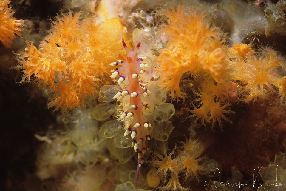 Flabelline de la passion (Flabellina exoptata)