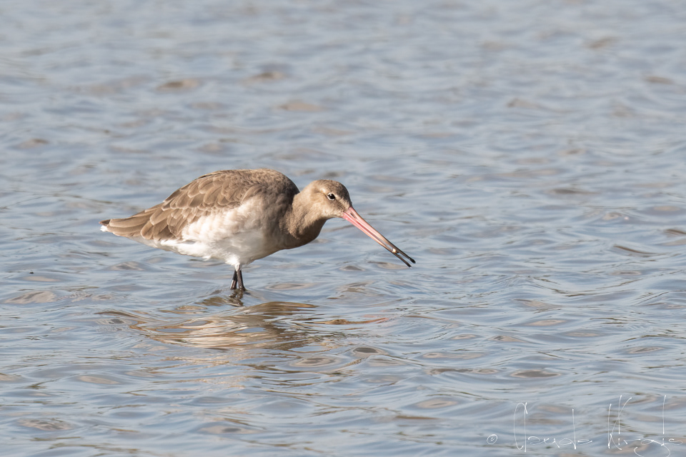 Barge à queue noire (Limosa limosa)