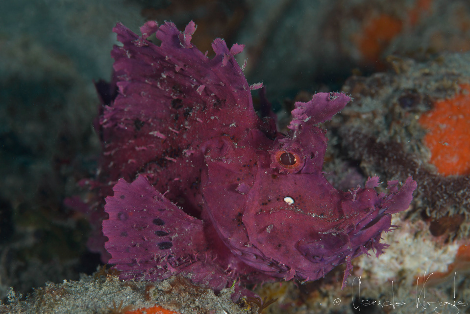 Poisson-Scorpion feuillu (Rhinopias frondosa)
