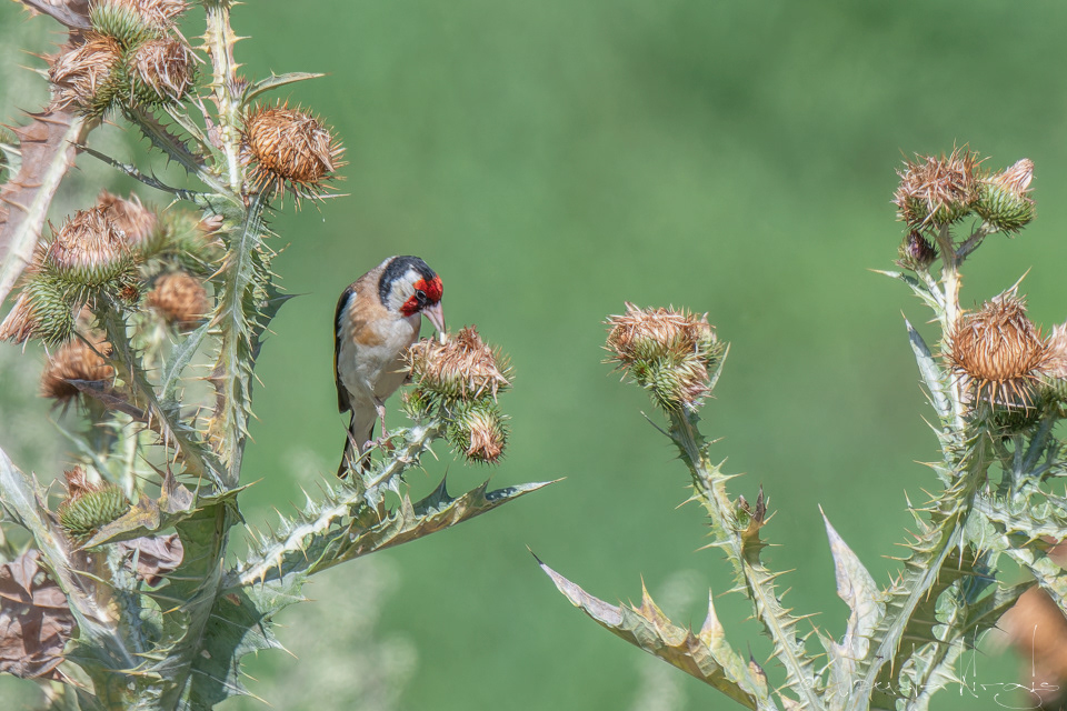 Chardonneret élégant (Carduelis carduelis)