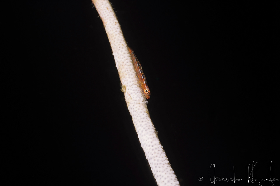 Grand gobie des fouets de mer (Bryaninops ampus)