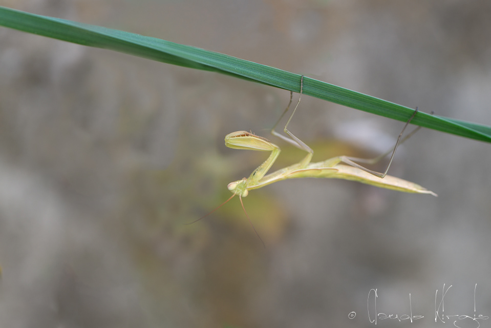 Mante religieuse (Mantis religiosa)