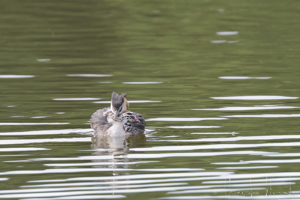 Grèbe huppé et poussin (Podiceps cristatus)