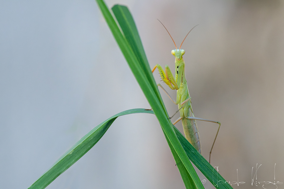 Mante religieuse (Mantis religiosa)