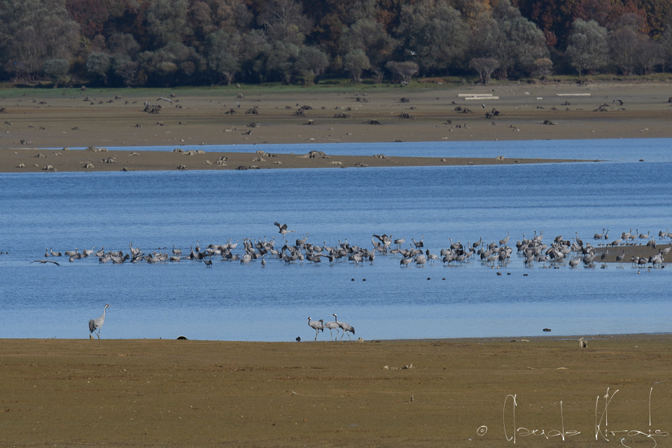 Grue cendrée (Grus grus)