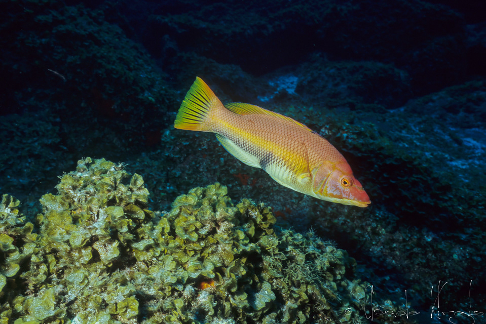 Labre cochon (Bodianus scrofa)