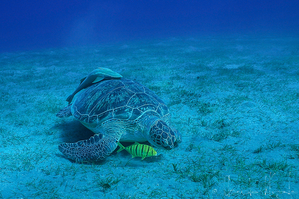 Tortue verte (Chelonia mydas)
