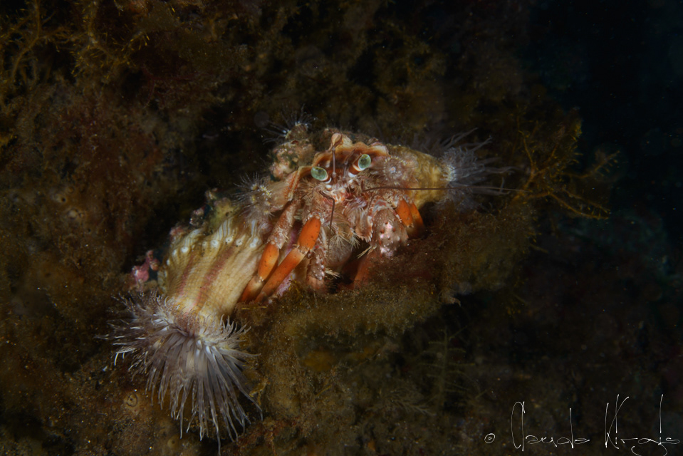 Bernard l'Ermite des anémones (Dardanus pedunculatus)