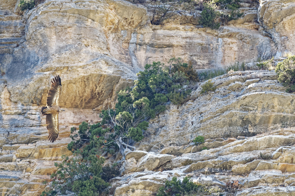 Vautour Fauve (Gyps fulvus)