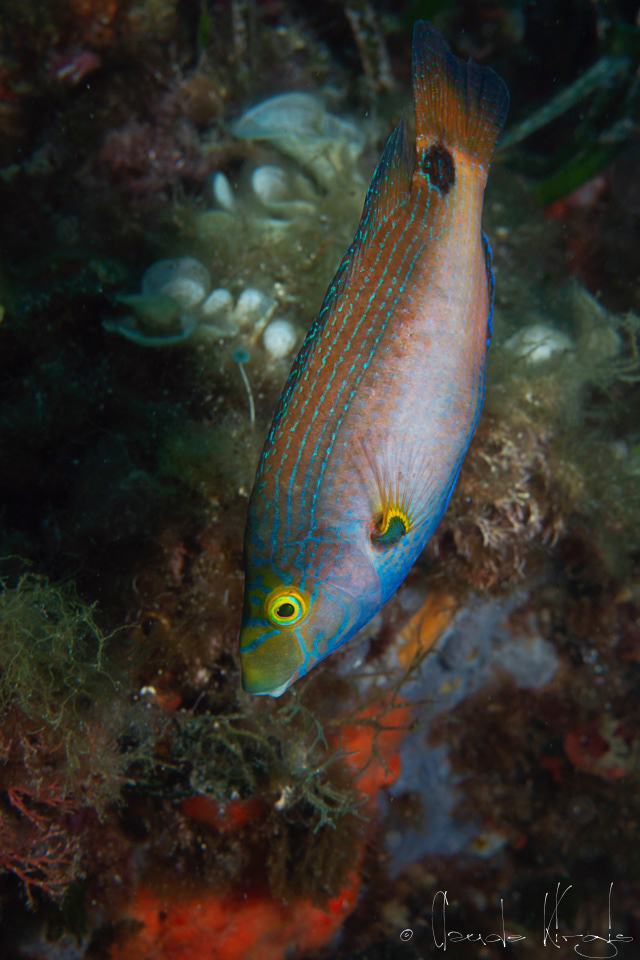 Crénilabre méditérrannéen (Syùphodus mediterraneus)