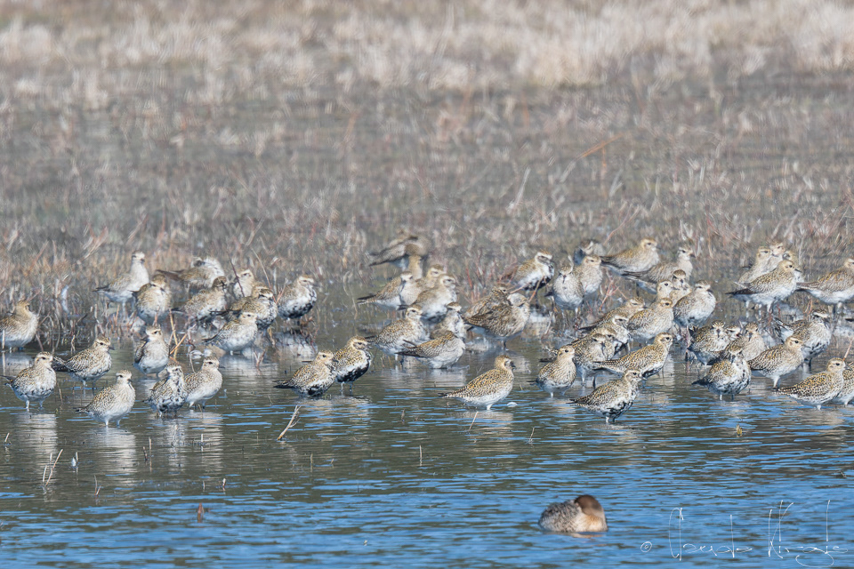 Pluvier argenté-internuptial (Pluvialis squatarola)