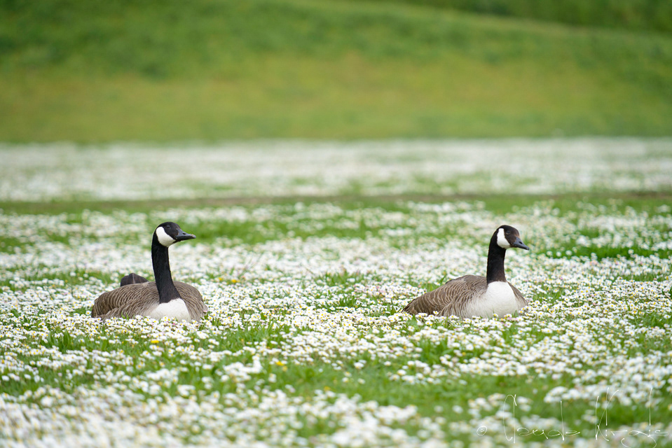 Bernache du Canada (Branta canadensis)