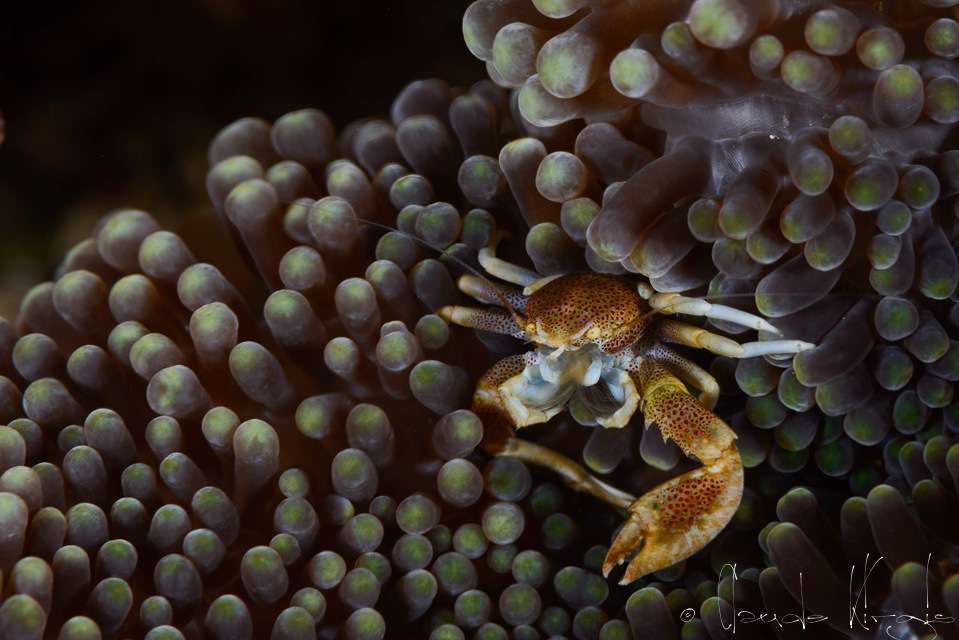 Crabe Porcelaine à points (Neopetrolisthes maculatus)