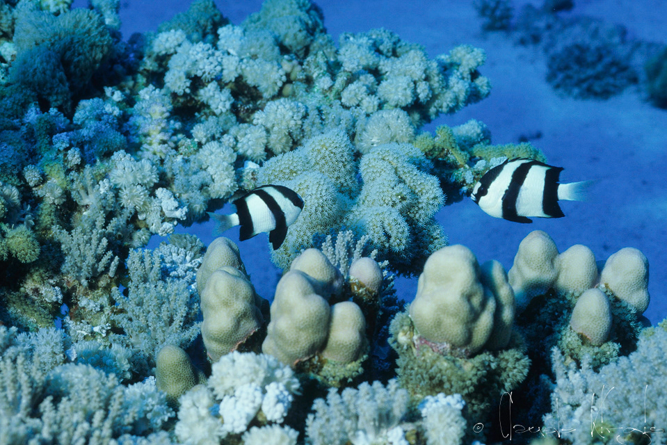 Demoiselle-Bonbon (Dascyllus aruanus)