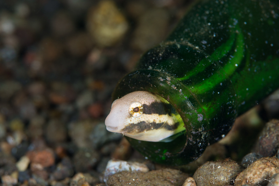 Blennie à tête courte (Petroscirtes breviceps)