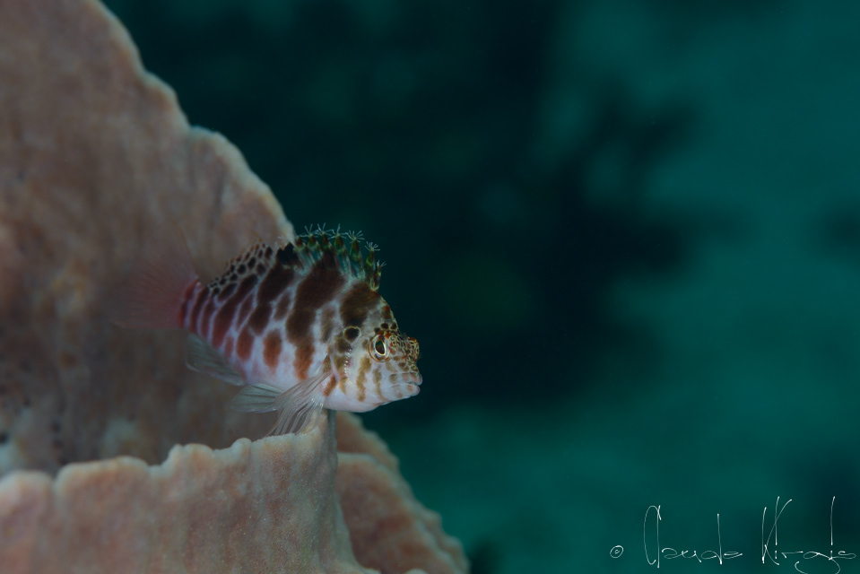 Poisson-faucon lutin (Cirrhitichthys oxycephalus)