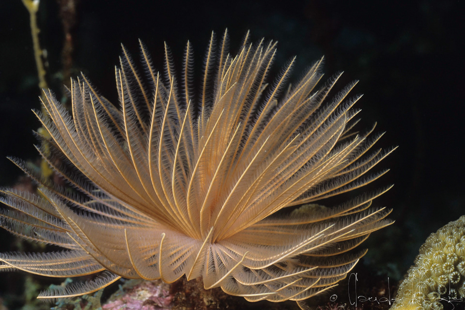 Sabelle Magnifique (Sabellastarte magnifica)