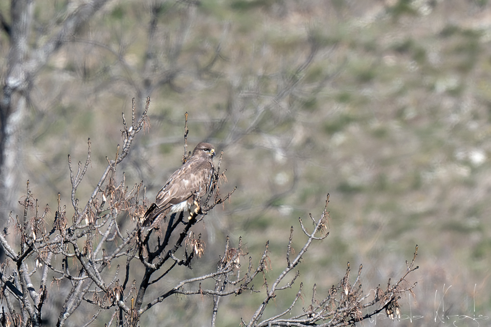 Buse variable (Buteo buteo)