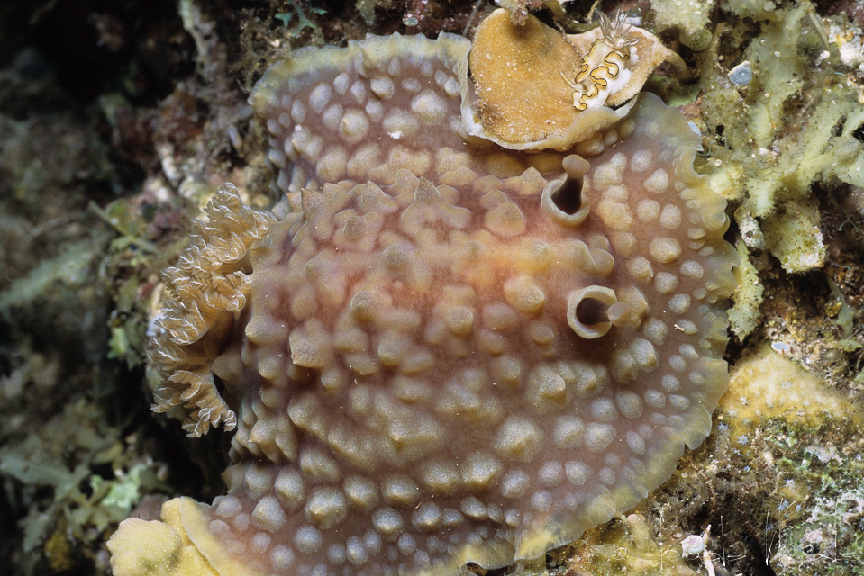 Discodoris & Glossodoris (Asteronotus cespitosus &Glossodoris sp.)