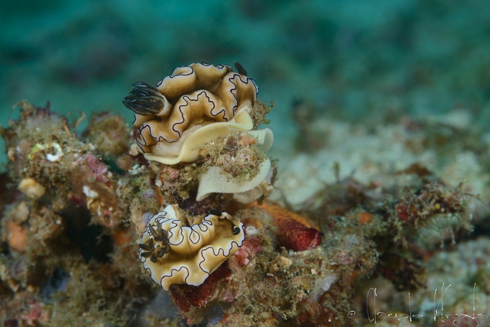 Doris à marge noire (Glossodoris atromarginata)