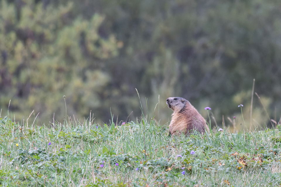 Marmote des Alpes (Marmota marmota)