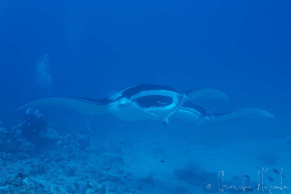 Raie Manta Géante (Manta birostris)