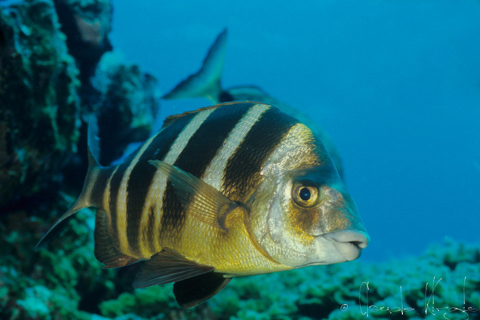 Sar tambour à grosses lévres (Diplodus cervinus)
