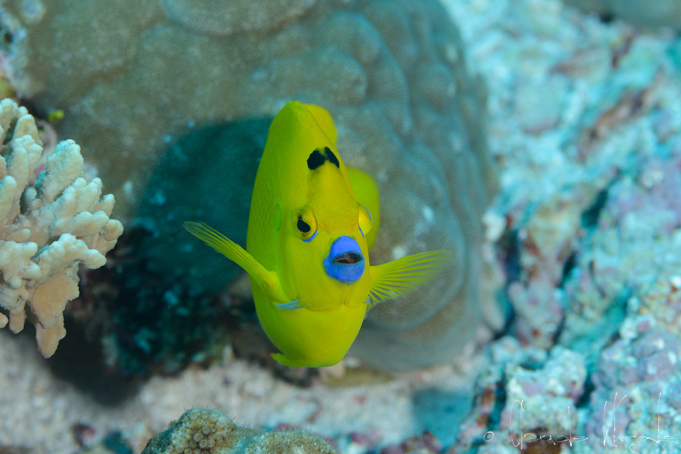 Poisson-Ange à trois points (Apolemichthys trimacus)