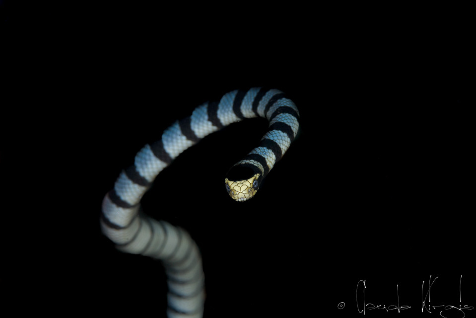 Cobra de mer (Laticauda colubrina)