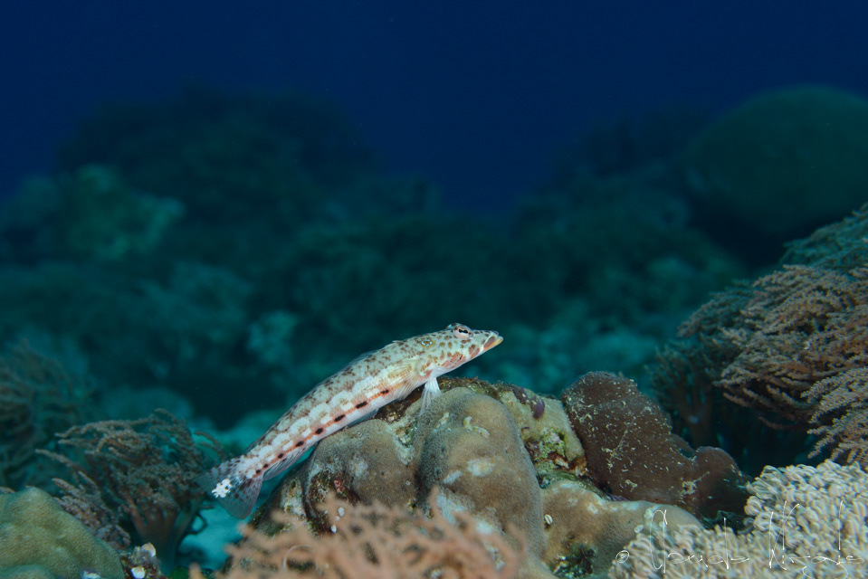 Perche des sables (Parapercis clathrata)