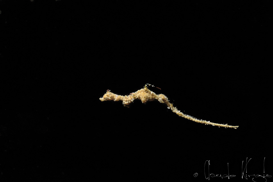 Pseudo-hippocampe pygmée grèle (Kyonemichthys rumengani)