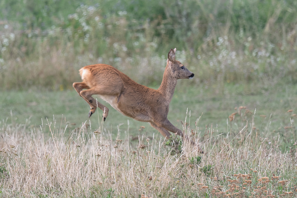 Chevreuil d'Europe (Capreolus capreolus)