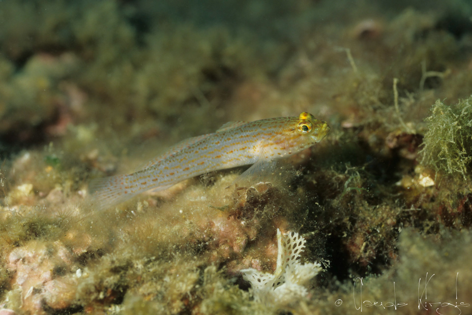 Gobie à tête jaune (Gobius xanthocephalus)