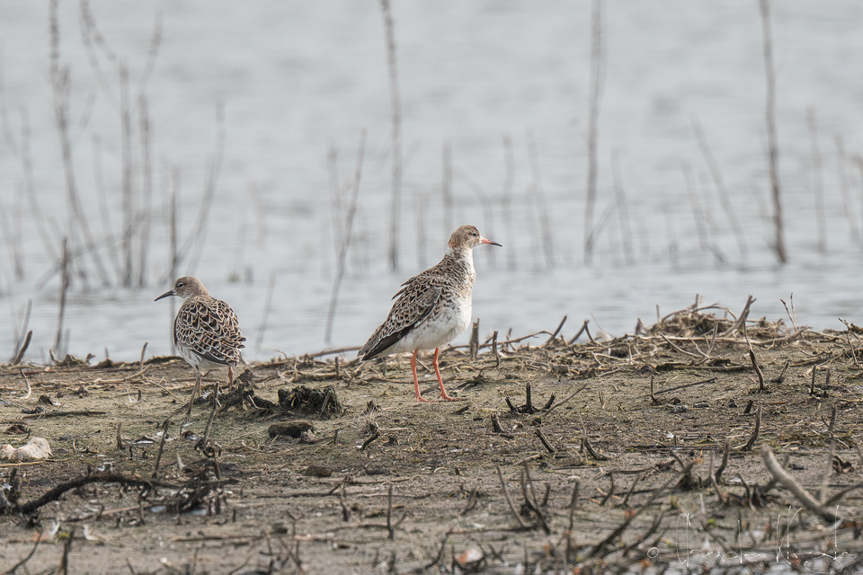 Combattant varié-couple (Calidris pugnax)