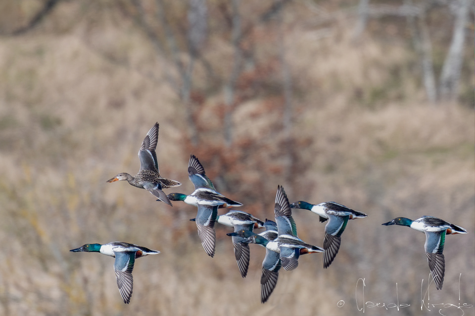 Canard souchet (Anas clypeata)