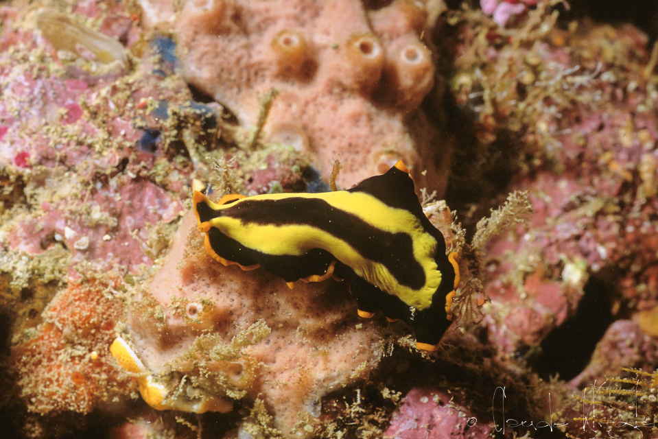 Ver plat symétrique (Pseudoceros dimidiatus)