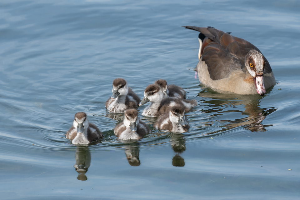 Ouette d'Egypte&poussins (Alopochen aegyptiaca)