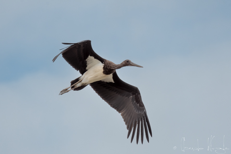 Cigogne noire-juvénile (Ciconia nigra)