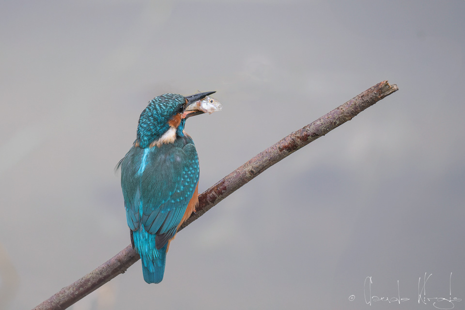 Martin-pêcheur d'Europe (Alcedo atthis)