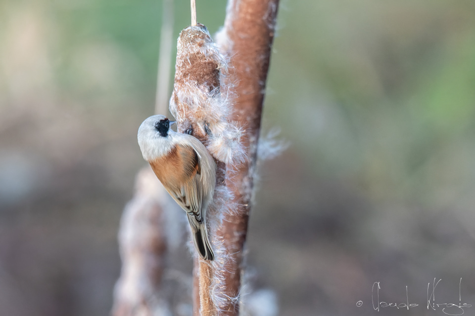 Rémiz penduline (Remiz pendulinus)